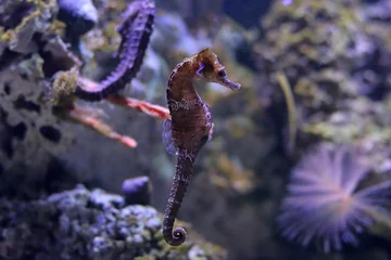 Lined seahorse - (Hippocampus erectus) © Kolevski.V