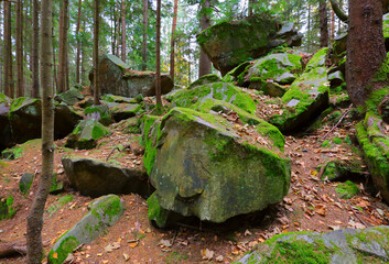 Fototapeta premium Moss covered boulders and trees in a dense forest during autumn