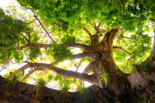 &lsquo;Kapok&rsquo; or &lsquo;Fromager&rsquo; (Ceiba pentandra), a tropical tree belonging to the the family Malvaceae. A huge solitary tree with massive branches in Caribbean Sea village Saint-Pierre (Martinique, France)