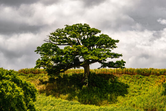 &lsquo;Kapok&rsquo; or &lsquo;Fromager&rsquo; (Ceiba pentandra), a tropical tree (Malvaceae). An impressive, towering solitary tree on a sugar cane plantation in Saint-Pierre on the caribbean island of Martinique (France).