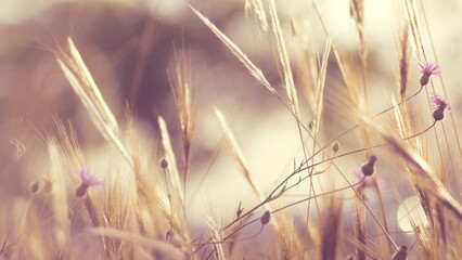 Fototapeta premium Photo d'un champ