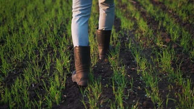 Walking through young crop field rows boot walk along soil and grass between sprout row farmer inspects plant growth stage rubber boot leaving mud mark conveying agriculture cultivation rural