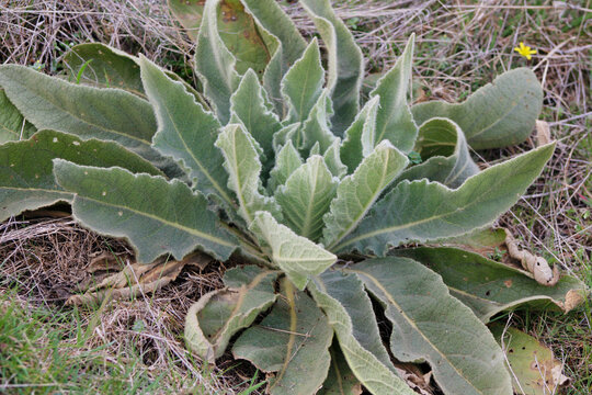 close-up of mullein in nature


