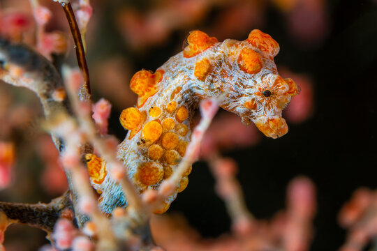 Tiny orange pygmy seahorse clinging to a sea fan on a tropical reef underwater