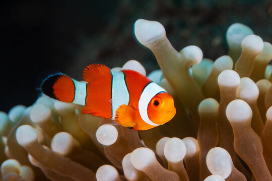 Clown Anemonefish, Amphiprion ocellaris, sheltering in sea anemone in Bali