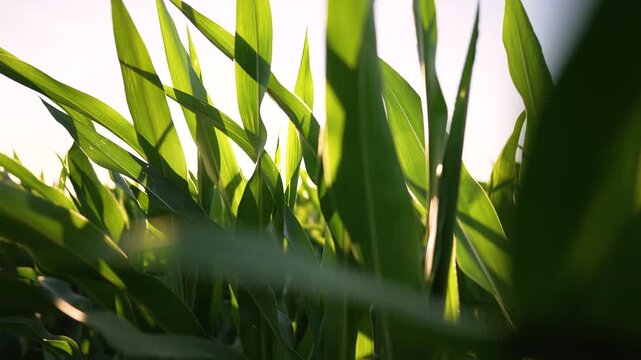 Sunlight filters through corn leaf, green plant and crop canopy revealing stalk silhouette and leaf texture with sun flare, showing agriculture growth on farm, corn plant and crop full of green leaf