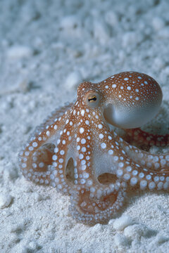 Calm defilippi octopus resting on underwater ocean sand showing spotted texture on long tentacle blending with peaceful nature