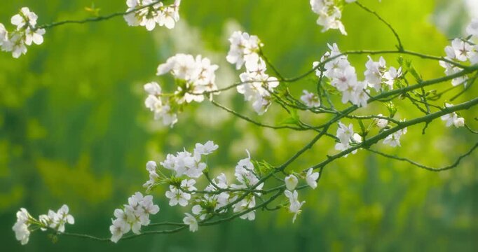 Delicate Cherry Blossoms on Branch in Spring