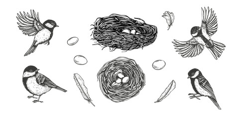 Tits in various natural scenes, nest with eggs monochrome vector isolated illustration set. Small songbirds clip art etching drawing for birdwatching guides, wildlife conservation campaigns © Masha_tolk_art