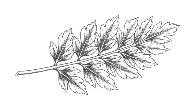 Botanical of a dark grey fern frond leaf plant