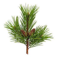 Fototapeta premium Fresh pine branch with needles and small red pine cones attached isolated on transparent background