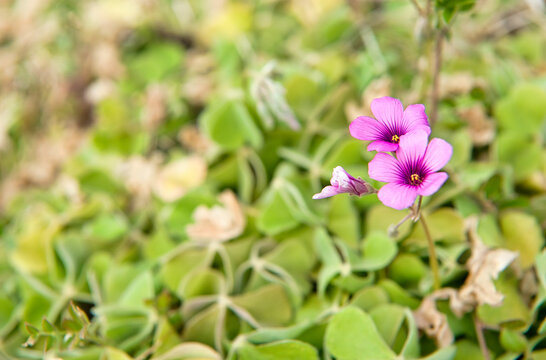 イモカタバミの花