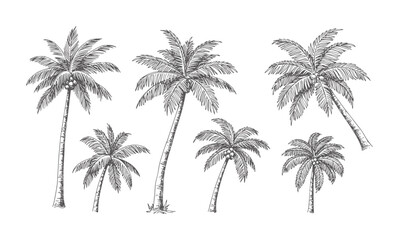 Fototapeta premium Hand drawn of multiple palm trees with coconuts vintage tropical