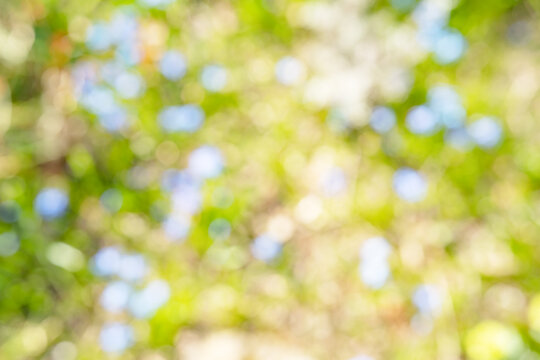 Blurred colorful spring meadow. Abstract garden texture. Sunny nature background for spring and easter.