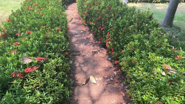 Walking along a pathway bordered by lush green Ixora flower hedges