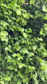 Rain falling and dripping onto creeping fig leaves, forming water droplets.