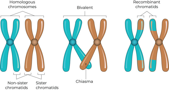 Homologous Chromosomes and Recombinant Chromatids Design Vector Illustration