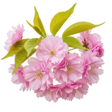 Delicate cluster of blooming pink cherry blossoms in full glory isolated on transparent background