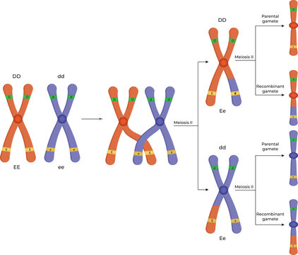 Genetic Recombination and Crossing Over During Meiosis