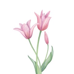 Fototapeta premium Watercolor flowering pink tulips on isolated background. Spring blooming flowers bouquet illustration. Flower, bud, leaf composition for wedding invitations, greeting cards, fabric prints.