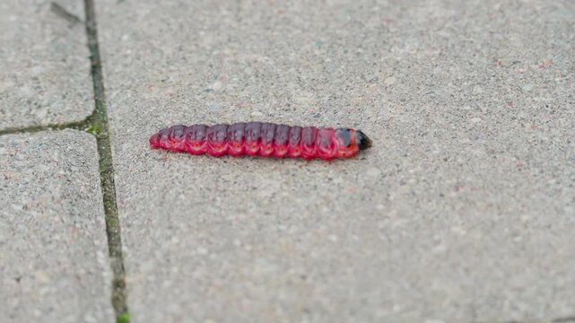 A caterpillar of the goat moth Cossus cossus crawling on a sidewalk. Close-up of a large larva with a dark reddish body, lighter sides, and a black head.