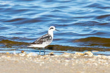 Fototapeta premium Red-necked Phalarope (Phalaropus lobatus) on shoreline of evaporation pan at Kliphoek Salt Pans, Velddrif, West Coast, South Africa