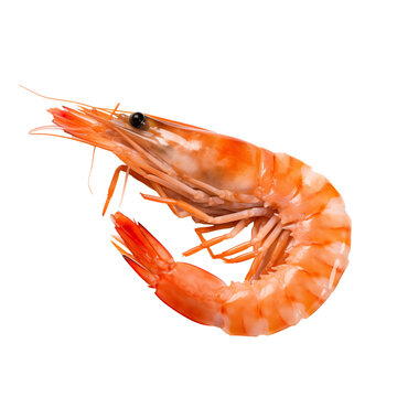 one of fried shrimp transparent background 
