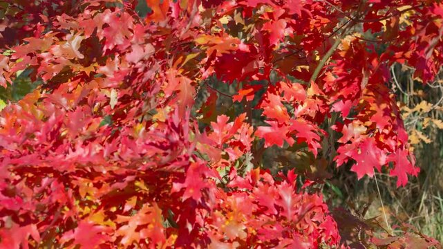 Northern red oak Quercus rubra with beautiful autumn leaves swaying in the wind in sunny weather. Bokeh background. Mid shot.