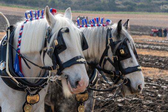 Bratton, Wiltshire, UK,22nd March 2026 - A beautiful pair of grey plough horses attending a ploughing match in Wiltshire