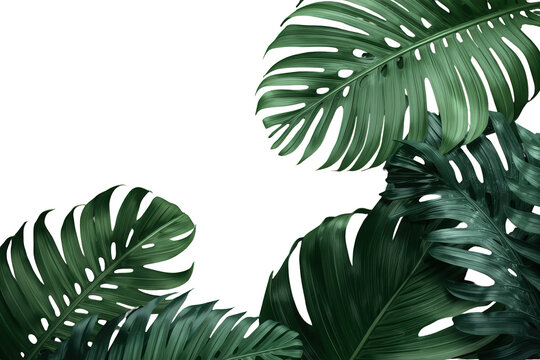 Monstera leaves forming a tropical corner border, creating a lush jungle frame with transparent background