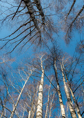 Fototapeta premium photography with tree trunks against a blue spring sky, spring in the swamp
