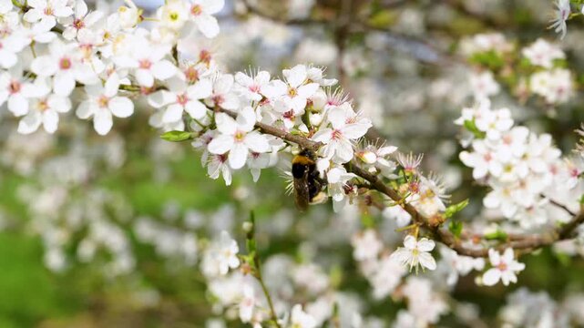 Spring floral background with bumble bee on a blossoming tree collecting pollen 