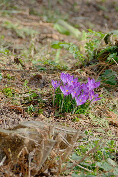 Saffron is a perennial corm plant of the genus Crocus (Iris family) known for its large purple, yellow or white flowers.