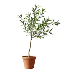 Fototapeta premium Potted olive tree with lush green leaves and small branches isolated on transparent background
