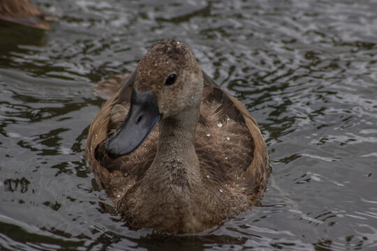 Juvenile Rosy-billed pochard (Netta peposaca) swimming toward camera, Lago de Regatas, Palermo, Buenos Aires, Argentina