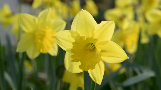 Narcissus flowers. Spring yellow daffodil blossoms in spring garden, floral background