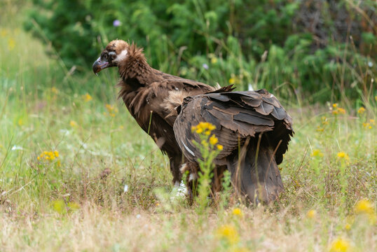 Vautour moine,
Aegypius monachus, Cinereous Vulture, Parc naturel r&eacute;gional des grands causses 48, Lozere, France
