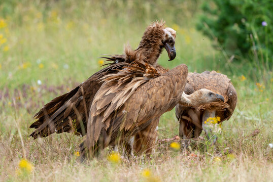 Vautour moine, Vautour fauve
