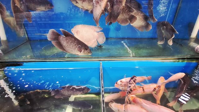 A group of live tilapia fish swimming in small aquarium tanks at a modern supermarket seafood section. The fish are maintained alive as part of a fresh food retail system, ensuring high quality.