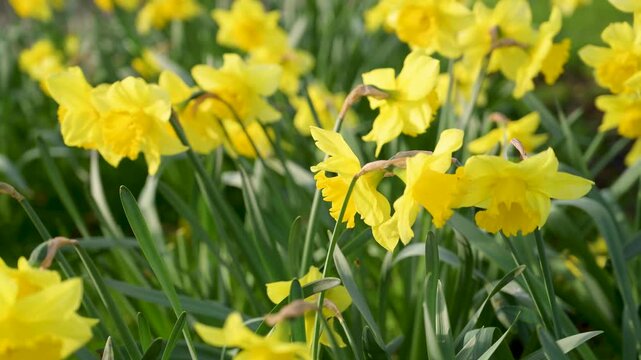 Narcissus flowers. Spring yellow daffodil blossoms in spring garden, floral background