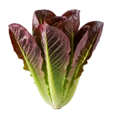 Red Leaf Lettuce With Green Inner Leaves Isolated On a transparent background Studio Shot © Kanurism