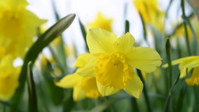 Narcissus flowers. Spring yellow daffodil blossoms in spring garden, floral background