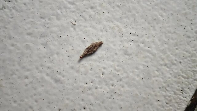 Extreme macro of plaster bagworm larva crawling on indoor floor surface. Household pest concept, hygiene problem, infestation risk, tiny case-bearing moth insect detail with natural texture background