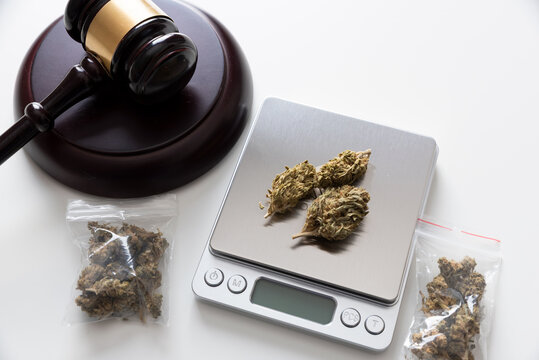 Weighing marijuana buds on a scale.