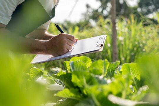Organic farming, vegetable farm. Farmers recheck quality record on data on checklist. grow naturally, Ecological Biological, Healthy, Technology, non toxic, harvest, scientific , academic