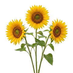 Obraz premium Three vibrant sunflowers with green stems and leaves against a white background isolated on transparent background