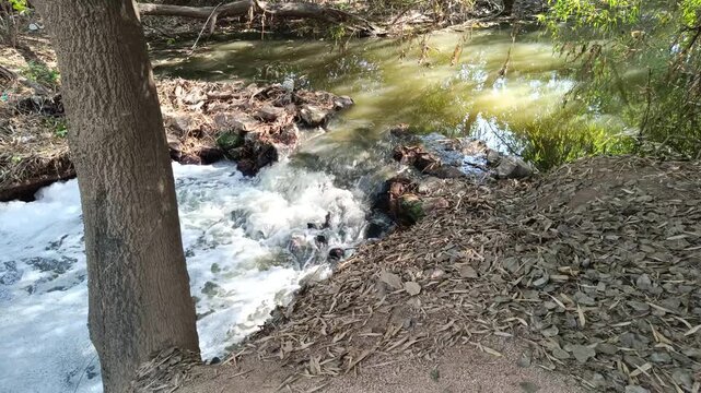 A video of water lake in forest