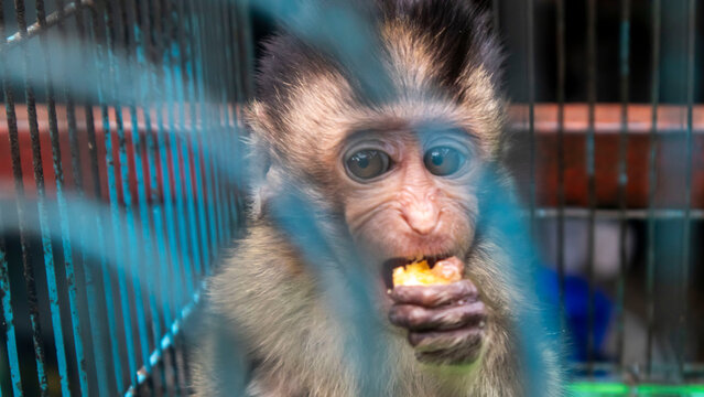 baby monkey in an iron cage	