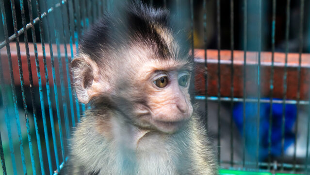 baby monkey in an iron cage	