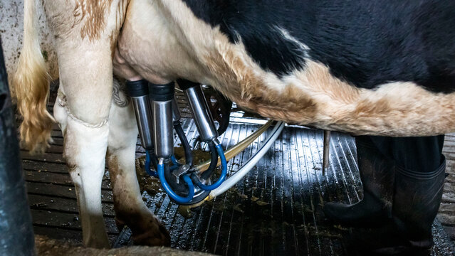 milking cows with a milking machine	